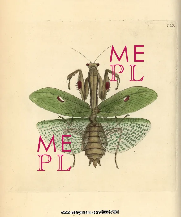 : Praying mantis, Stagmatoptera precaria : Praying mantis, Stagmatoptera precaria