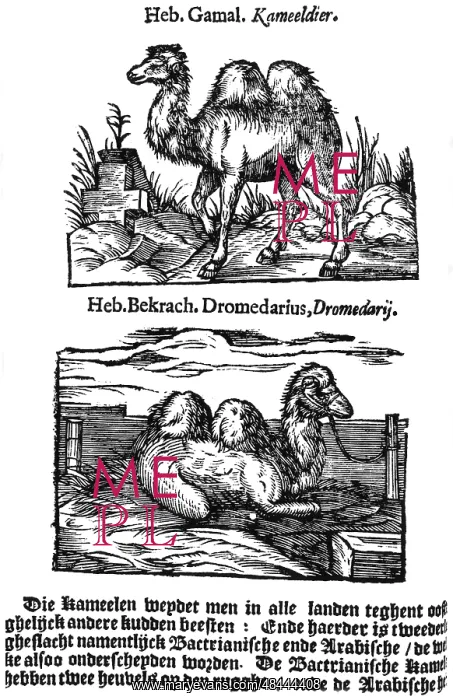: Pre-binomial classification of species. Here two : Pre-binomial classification of species. Here two