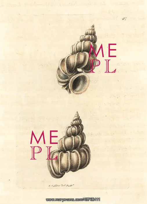 : Precious wentletrap, Epitonium scalare : Precious wentletrap, Epitonium scalare