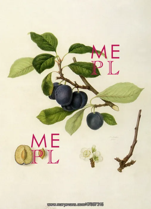  : Precoce de Tours Plums