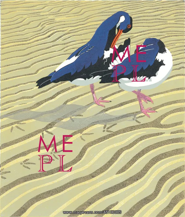 : Preening Pair - two Oystercatchers on the beach : Preening Pair - two Oystercatchers on the beach