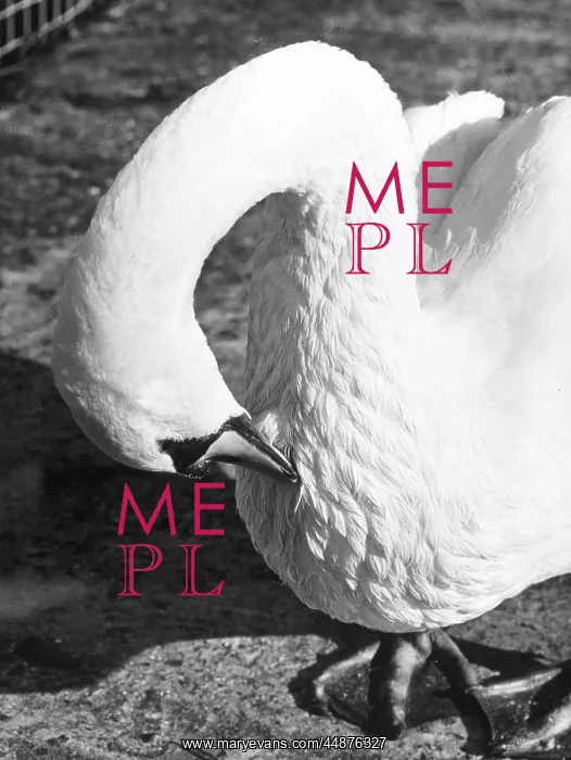  : PREENING SWAN