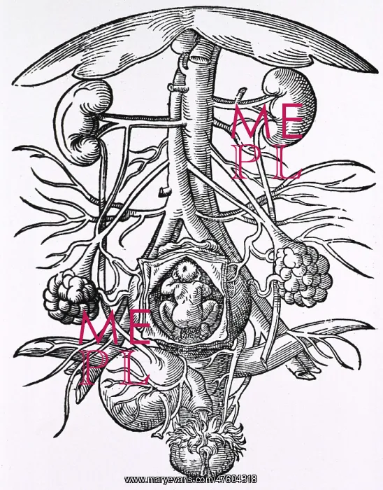 : Pregnancy, 16th century artwork : Pregnancy, 16th century artwork