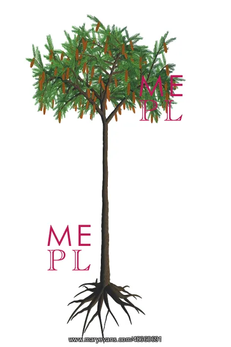 : A prehistoric era Lepidodendron tree : A prehistoric era Lepidodendron tree