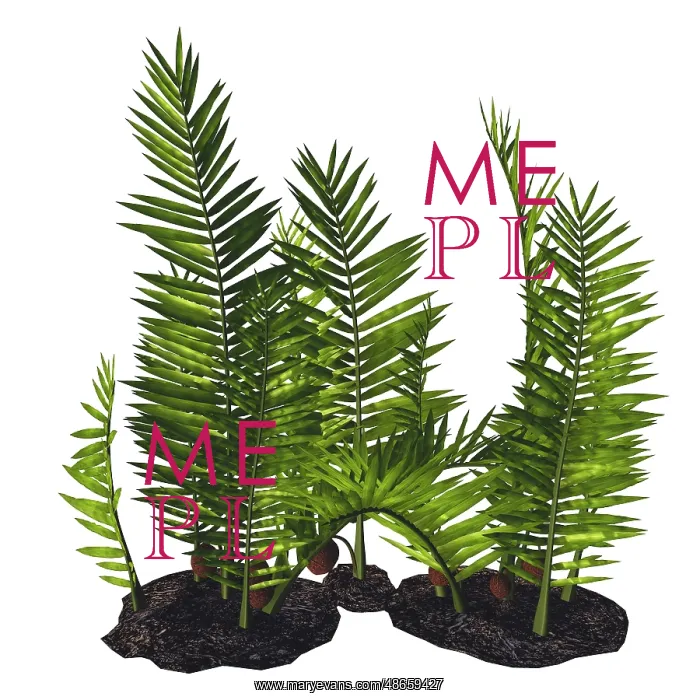 : A prehistoric era Nipa palm, white background : A prehistoric era Nipa palm, white background