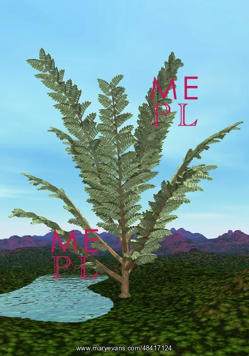 : Prehistoric era Pachypteris tree : Prehistoric era Pachypteris tree