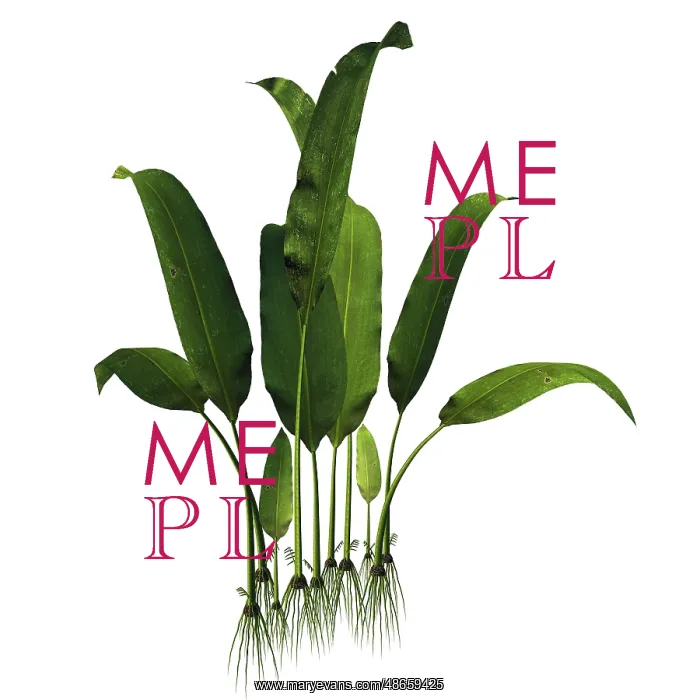 : A prehistoric Macrotaeniopteris plant from the : A prehistoric Macrotaeniopteris plant from the