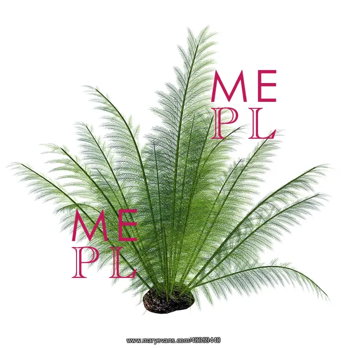 : A prehistoric Onychiopsis fern, white background : A prehistoric Onychiopsis fern, white background