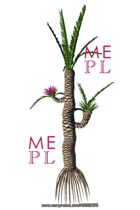 : A prehistoric Williamsonia plant from the Mesozoic Era : A prehistoric Williamsonia plant from the Mesozoic Era