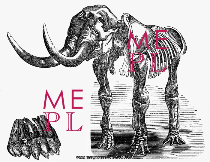 : prehistory, animals, mastodons, skeleton of a : prehistory, animals, mastodons, skeleton of a