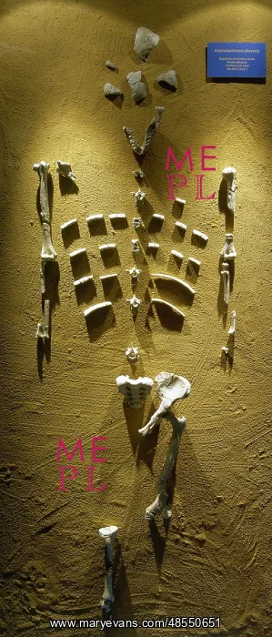 : Prehistory. Paleolithic. Lucy skeleton. Reproduction : Prehistory. Paleolithic. Lucy skeleton. Reproduction