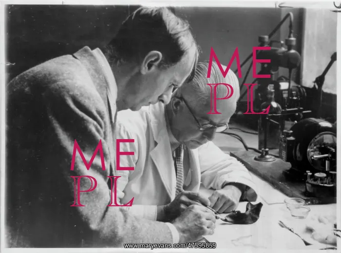 : Preliminary flourine test of the Piltdown remains in 1949 : Preliminary flourine test of the Piltdown remains in 1949