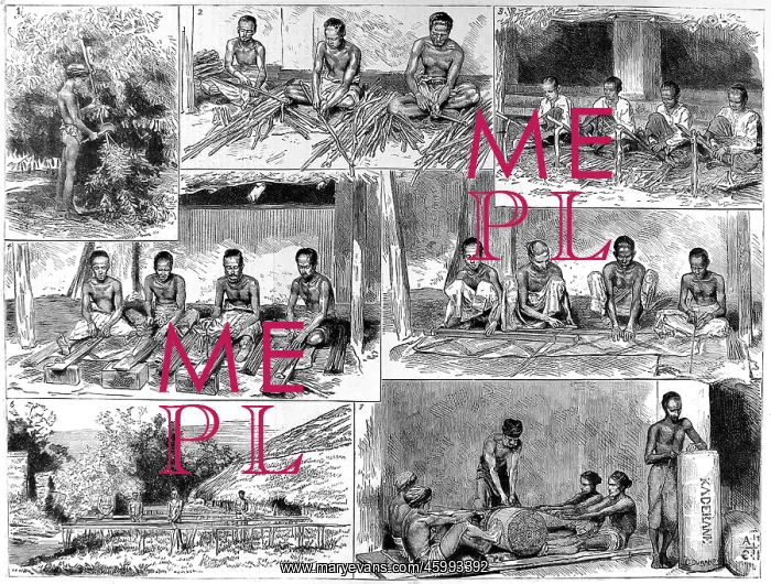 : The Preparation of Cinnamon in Ceylon : The Preparation of Cinnamon in Ceylon