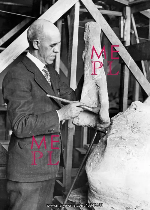 : Preparation of dinosaur bones, 1929 : Preparation of dinosaur bones, 1929