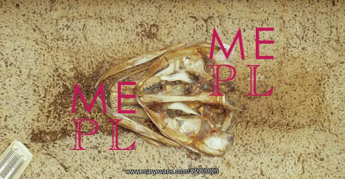 : Preparation of skeleton : Preparation of skeleton