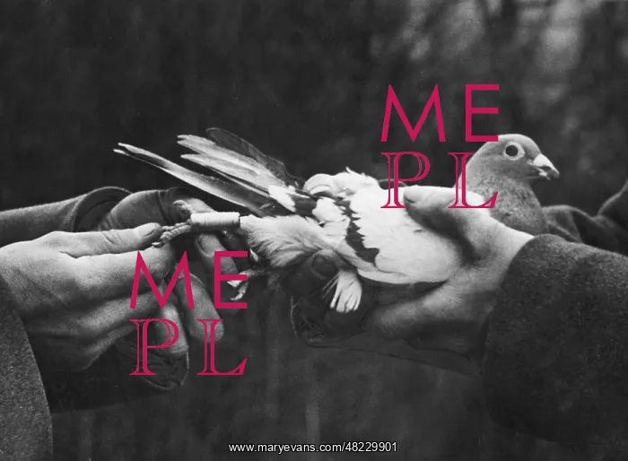 : Preparing a carrier pigeon, 1930 : Preparing a carrier pigeon, 1930