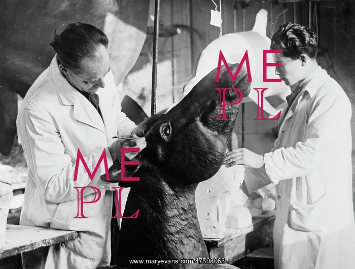: Preparing models, c. 1924. The Natural History Museum, Lond : Preparing models, c. 1924. The Natural History Museum, Lond