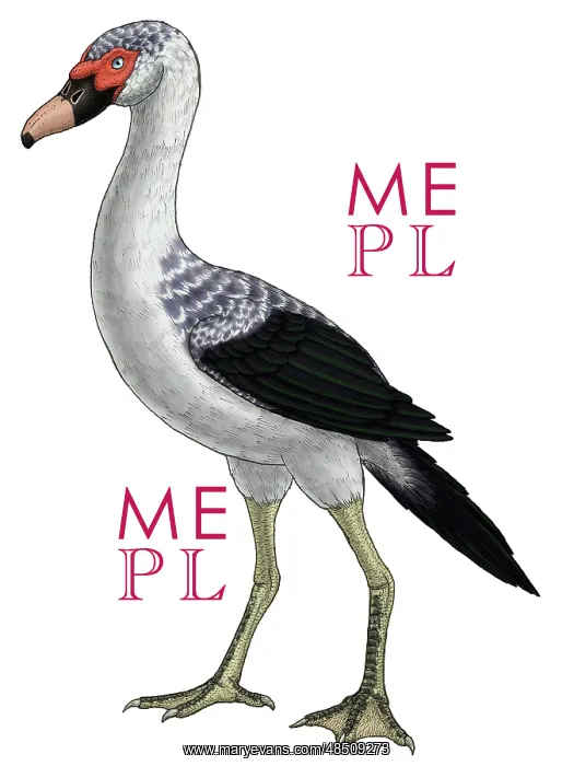: Presbyornis, an extinct genus of anseriform bird : Presbyornis, an extinct genus of anseriform bird