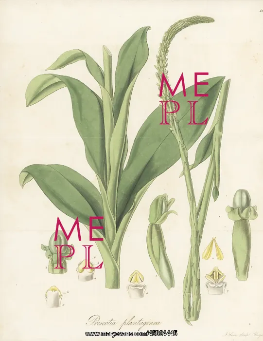 : Prescottia plantaginea orchid : Prescottia plantaginea orchid