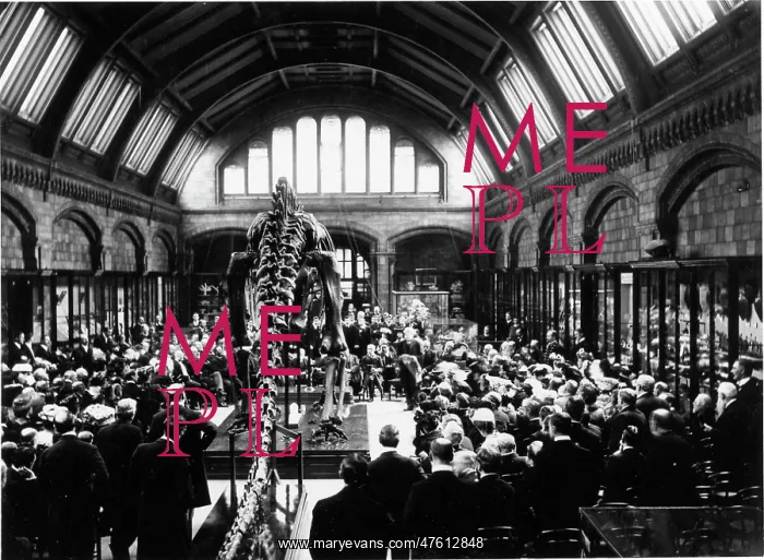 : Presentation of Diplodocus, May 1905 : Presentation of Diplodocus, May 1905