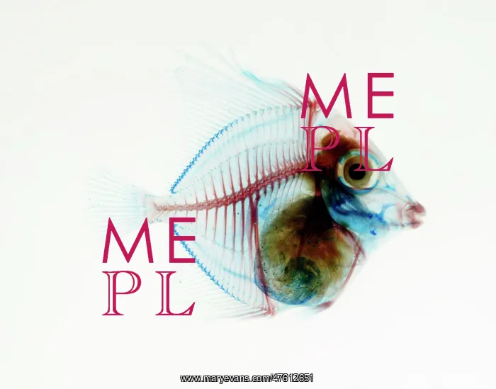  : Preserved Fish