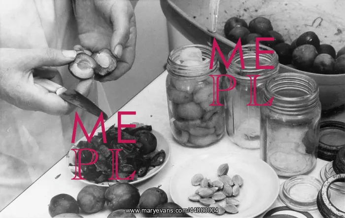 : PRESERVING PLUMS : PRESERVING PLUMS