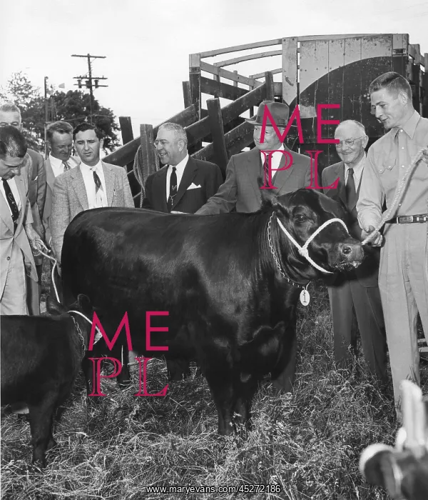 : President Eisenhower receiving an Aberdeen Angus : President Eisenhower receiving an Aberdeen Angus