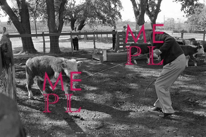: President Lyndon Johnson roping calves at ? : President Lyndon Johnson roping calves at ?