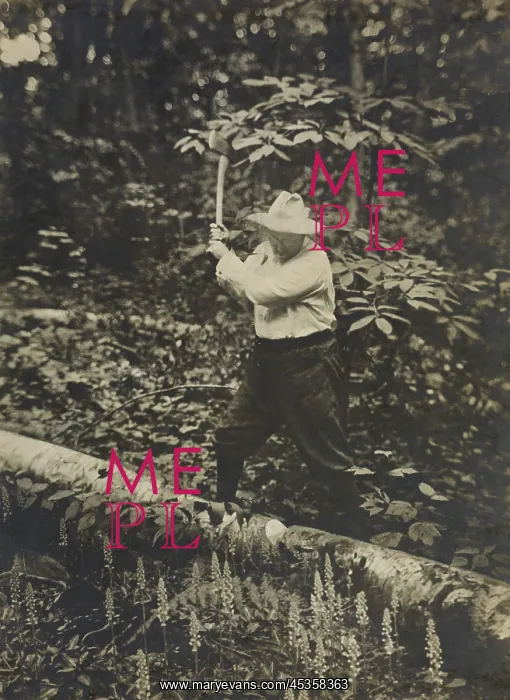 : President Theodore Roosevelt chopping, a fallen : President Theodore Roosevelt chopping, a fallen