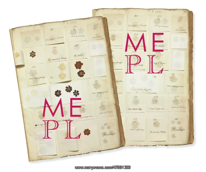 : Pressed Auricula specimens : Pressed Auricula specimens