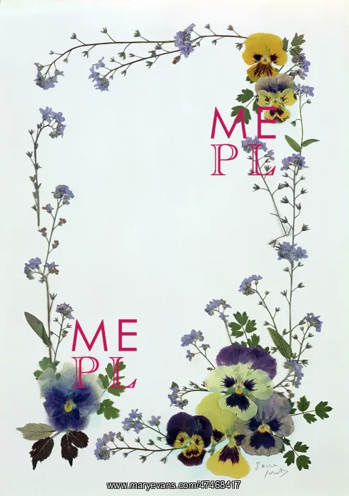 : Pressed Flower Border : Pressed Flower Border