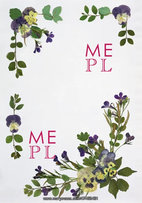 : Pressed Flower Border : Pressed Flower Border