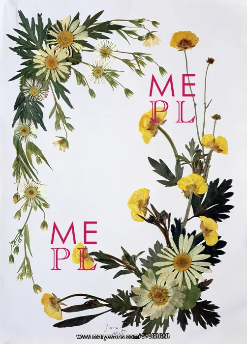 : Pressed Flower Border : Pressed Flower Border