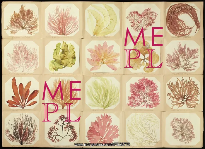 : Pressed seaweed book : Pressed seaweed book
