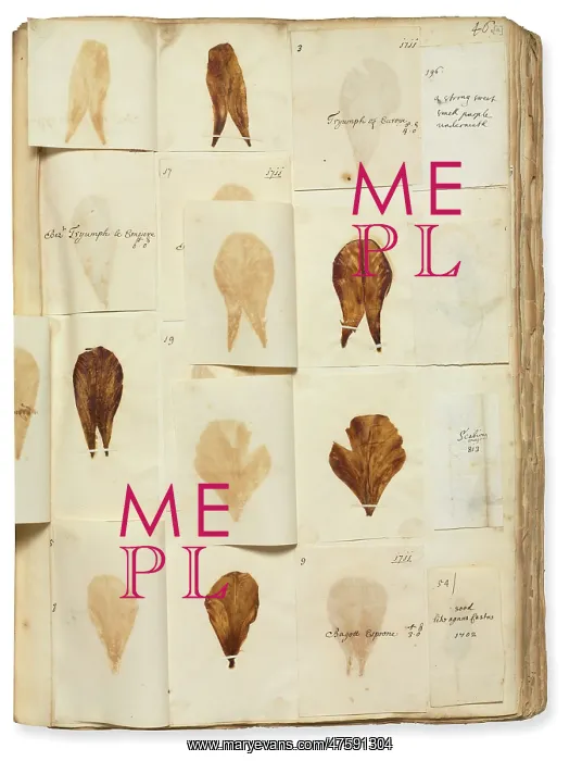 : Pressed Tulip specimens : Pressed Tulip specimens