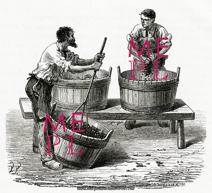 : PRESSING GRAPES BY HAND : PRESSING GRAPES BY HAND