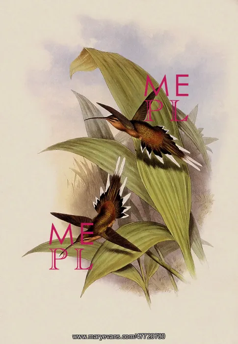 : Pretre's Hermit, PhaEothornis Pretrei : Pretre's Hermit, PhaEothornis Pretrei