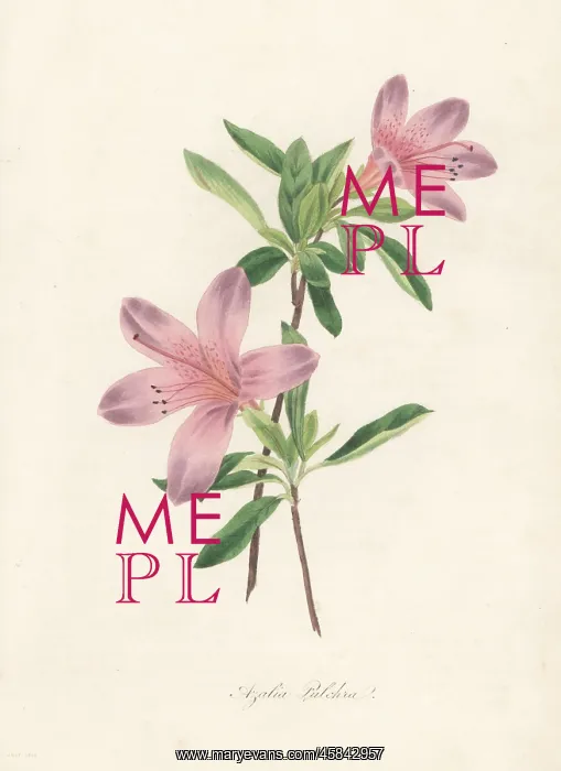 : Pretty azalea, Azalea pulchra : Pretty azalea, Azalea pulchra