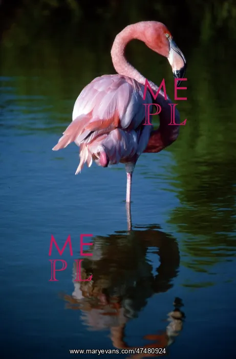  : Pretty Flamingo 2