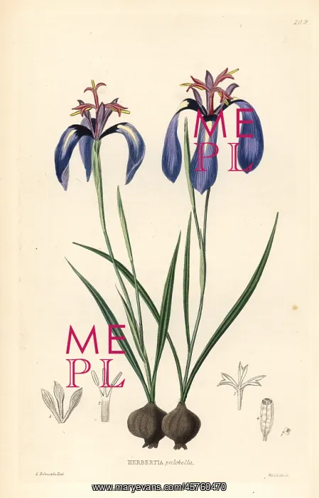 : Pretty herbertia, Herbertia pulchella : Pretty herbertia, Herbertia pulchella