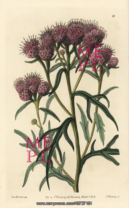  : Pretty saussurea, Saussurea pulchella