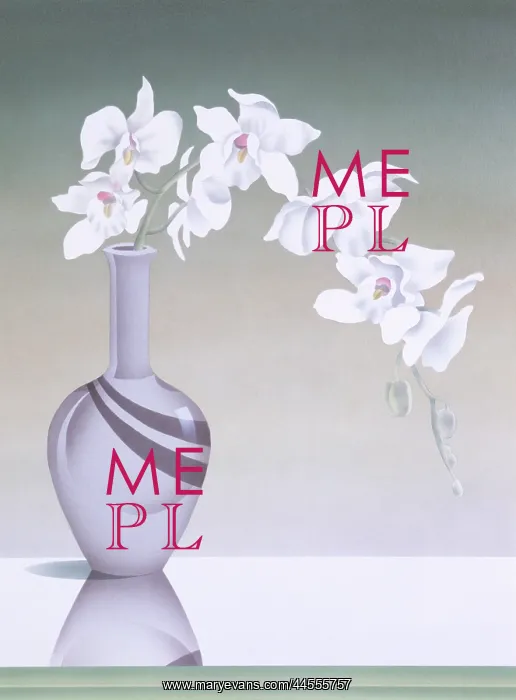 : Pretty white orchid : Pretty white orchid