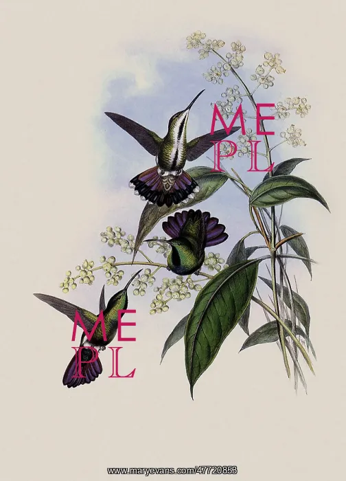 : Prevost's Mango, Lampornis Prevosti : Prevost's Mango, Lampornis Prevosti
