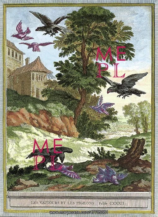  : Preying Vultures