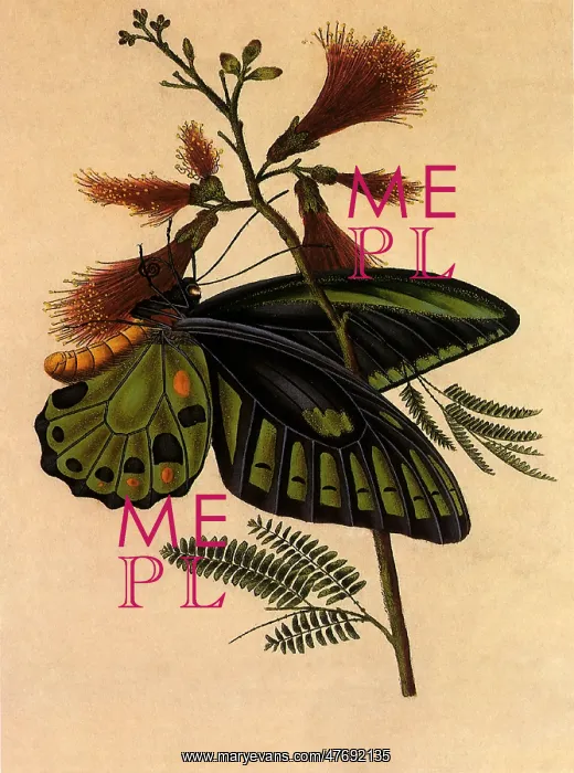 : Priam's Birdwing Butterfly : Priam's Birdwing Butterfly