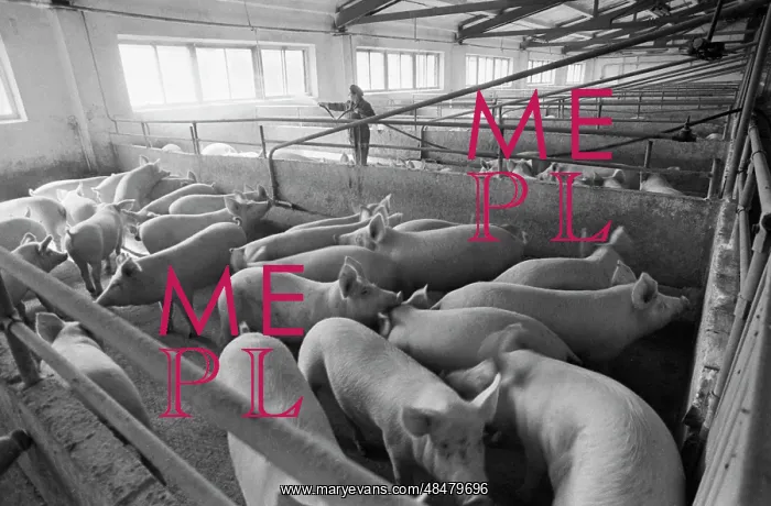 : Pribaikalskiy pig farm : Pribaikalskiy pig farm