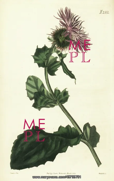 : Prickly globe-headed centaury, Centaurea sphaerocephala : Prickly globe-headed centaury, Centaurea sphaerocephala