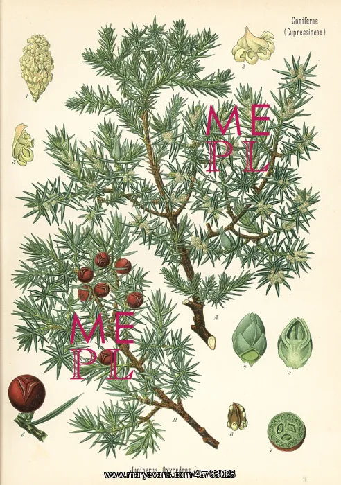 : Prickly juniper, Juniperus oxycedrus : Prickly juniper, Juniperus oxycedrus