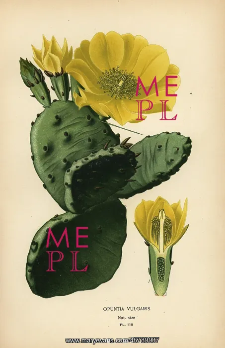 : Prickly pear or Indian fig opuntia, Opuntia ficus-indica : Prickly pear or Indian fig opuntia, Opuntia ficus-indica