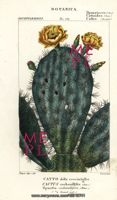 : Prickly pear, Nopalea cochenillifera : Prickly pear, Nopalea cochenillifera